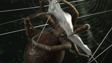 Imprisoned by the Gigantic Arachnid