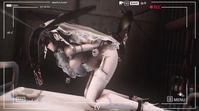 Bugging the Bride: A Tale of Heteropteran Love