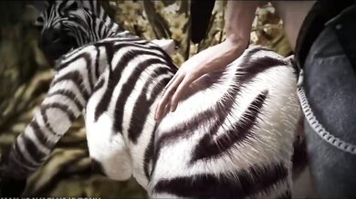 Zebra Gone Wild: An Animalistic Fling with a Curious Human Female
