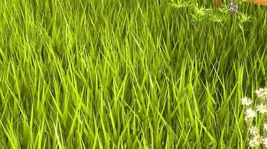 Transsexual Futanari Cultivates Female Ejaculate in Public Garden