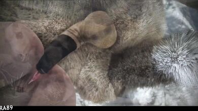 (Skyrim) The Secrets of Fucking Queen Marika