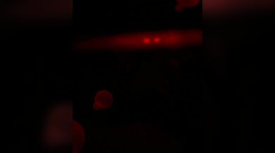 Fucking the Spy's Whole Family on Sale (Skull)