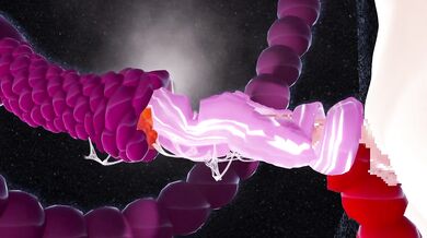 Tentacles Take Over: Futanari Limb-Binding Torment in 'Onaho'