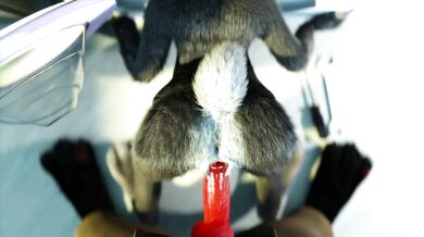 Nick's Stepsister Obsession - Hakya11