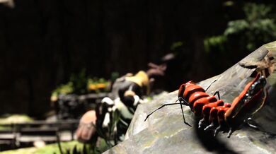 - The Pestering Parasite