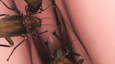 Underneath Pauline's Garments