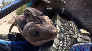 Porn Parody of My Little Pony and How to Train Your Dragon with Explosive Orgies! (NSFW)