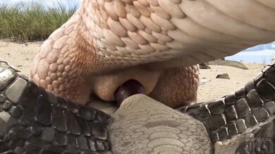 Porn Parody of My Little Pony and How to Train Your Dragon with Explosive Orgies! (NSFW)