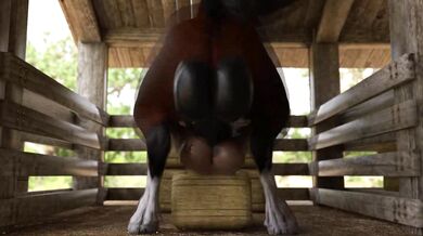 - Riding the stallion bareback and deep 
- A mare's fantasy fulfilled with a horse's big member - A mare's fantasy fulfilled with a horse's big member 
- Deep throating the pony's massive cockHorse- Deep throating the pony's massive cock
