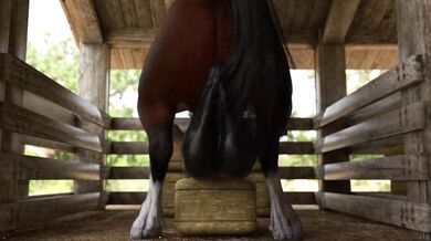 - Riding the stallion bareback and deep 
- A mare's fantasy fulfilled with a horse's big member - A mare's fantasy fulfilled with a horse's big member 
- Deep throating the pony's massive cockHorse- Deep throating the pony's massive cock