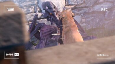 Ridley's Doggy-style Screwing with a Hot Labrador