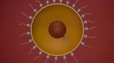 Super Sperm: The Birth of a Champion