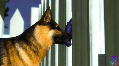 Golden Retriever Blowjob Behind Chain Link Fence