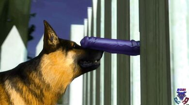 Golden Retriever Blowjob Behind Chain Link Fence