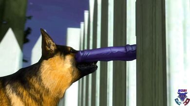 Golden Retriever Blowjob Behind Chain Link Fence