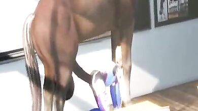 Horse Lover's Delight - Volume I