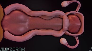 Buff Pup's Rustic Bump and Grind