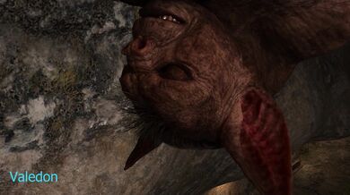 Knight of the Bathtub