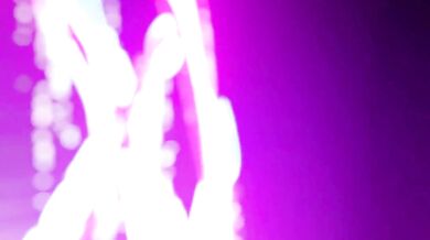 Curious Catflap Caught Swiping in a Museum