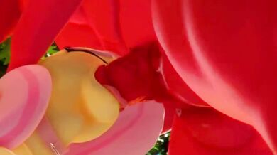 Hooves: A XXX Parody of My Little Pony