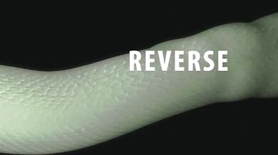 Wife's Revenge: The Princess and the Viper