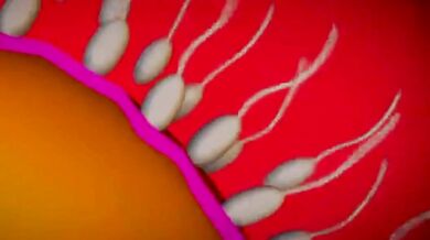 Pretty Boy Gets Bred By The Dominating Ruler.