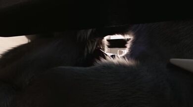 Furry Gangbang [ PMMM ]