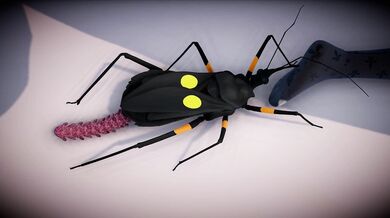 Platymeris' Cock Inspection of Secelia the Bugsy Slut