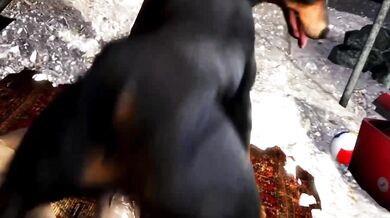 Fuck Completion: Doberman's Desire for Scrungusbungus