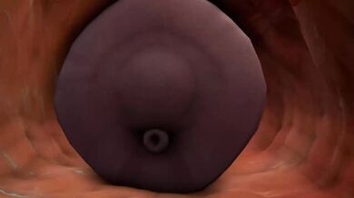 Horse Fucks Casca's Tight Ass: A Ra*pe Fantasy Fulfilled