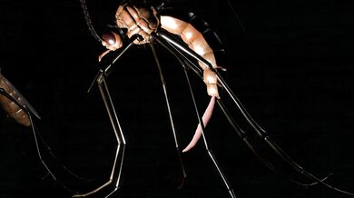 Beware of insects! Nean-chan goes underground to explore the insect kingdom