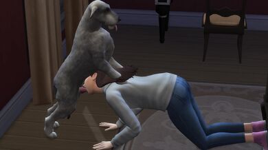 - Lustful Olivia gets ravaged by a lupine lover