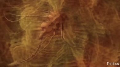 Ashley's Secret Hiding Place Gets Explored by Horny Throbus