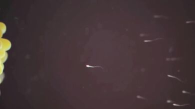 - Hyuuga Hinata's Impregnation Adventure