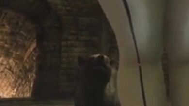 Jiggling Jugs: A Sensual Dance