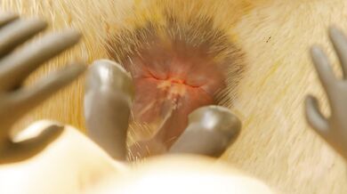 Canadian1579's Anal Vore Debauchery