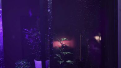 Ritual of the Forbidden Fruit: A 4K Journey into DeZmall's Depravity