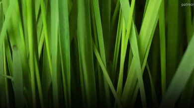 Shrinking Plaything for Giantess Eskoz's Consumption