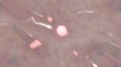 King Fucks Raven Leader's Ass