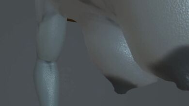 Futa Kitty's Adventures in Pussy Land